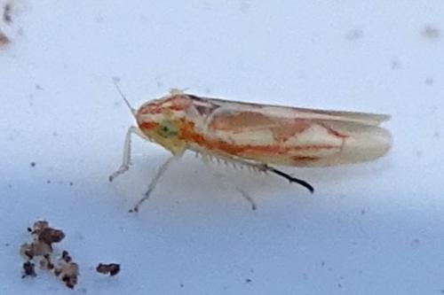 Réf. 317 242 : Zygina tiliae